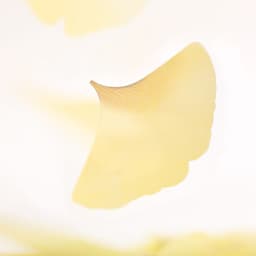 [APREE]スティッキーリーフ_透明イチョウ(Yellow,S) 3