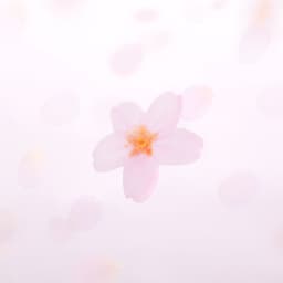 [APREE]スティッキーリーフ_透明桜(Pink,L) 2
