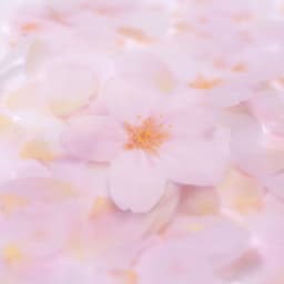 [APREE]スティッキーリーフ_透明桜(Pink,S) 3