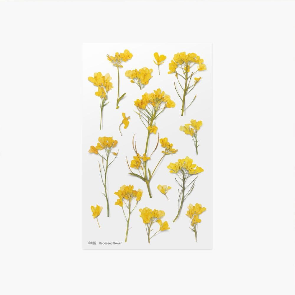 [アプリ]押し花ステッカー_菜の花 1