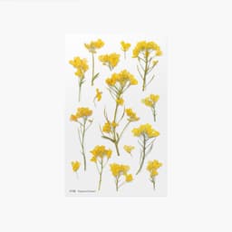 [アプリ]押し花ステッカー_菜の花 1