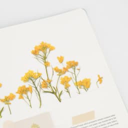 [アプリ]押し花ステッカー_菜の花 3