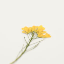 [アプリ]押し花ステッカー_菜の花 4